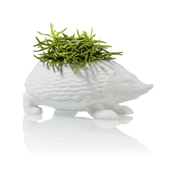 Hedgehog to plant
