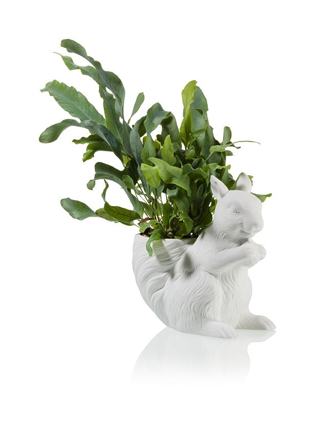Planting squirrel